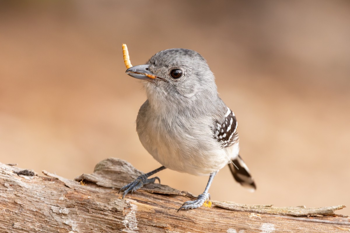 Planalto Slaty-Antshrike - Tomaz Melo