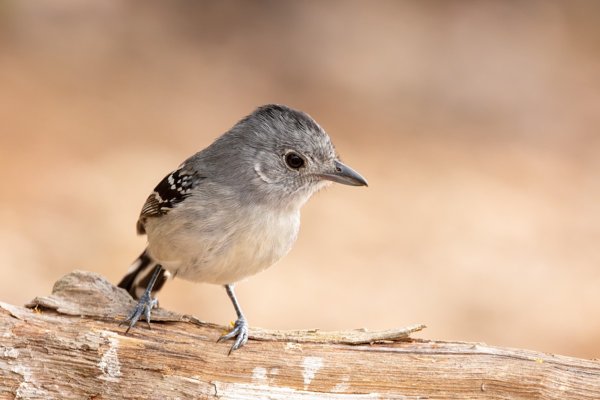 Planalto Slaty-Antshrike - Tomaz Melo