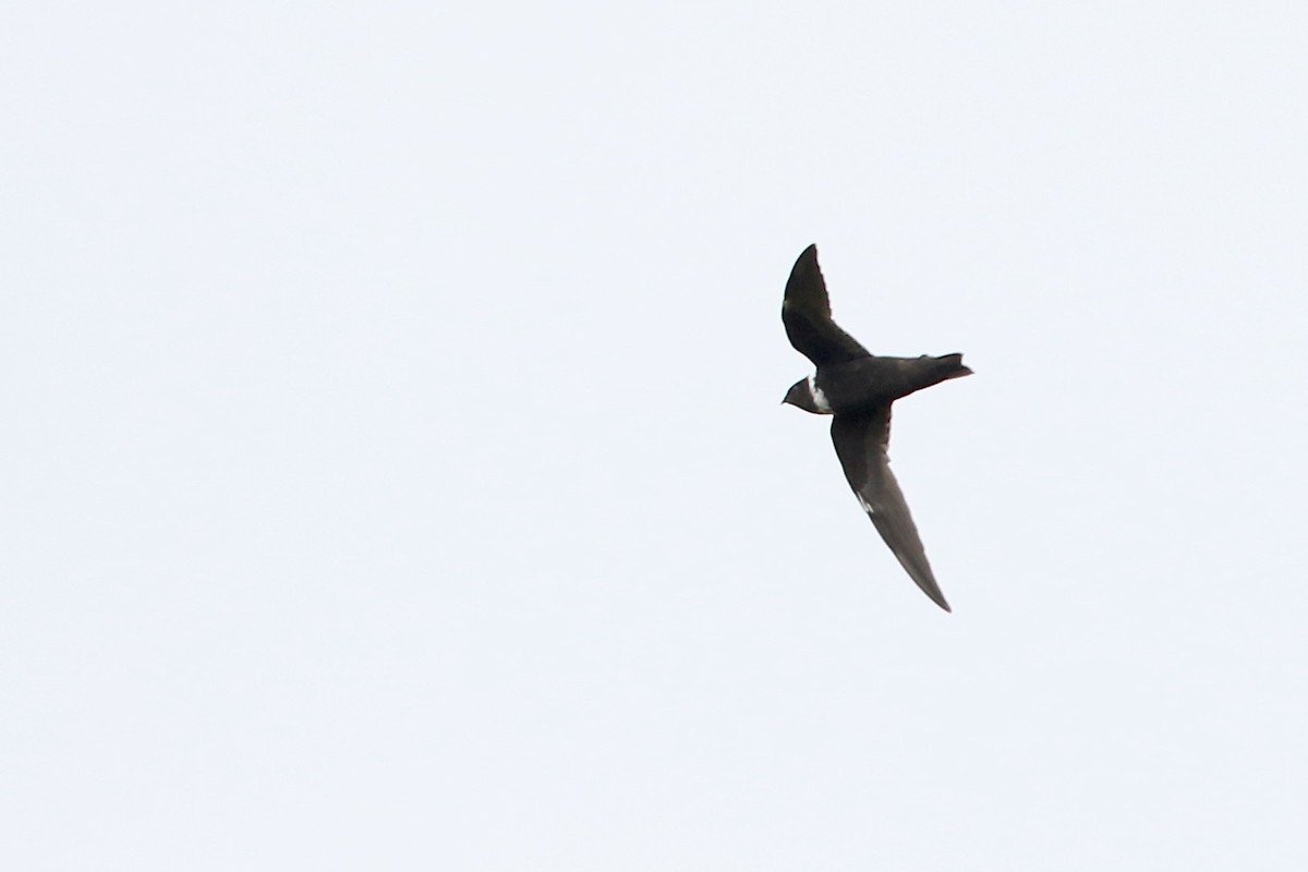 White-collared Swift - ML610693439