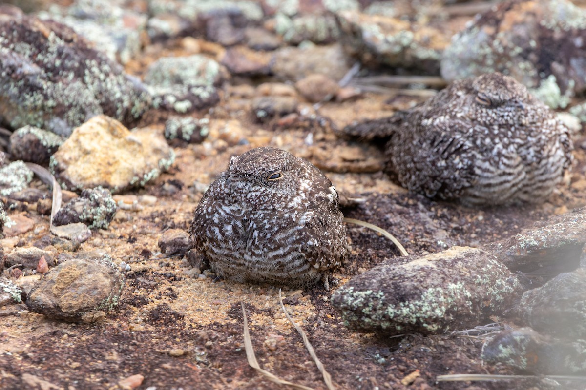 Pygmy Nightjar - Tomaz Melo