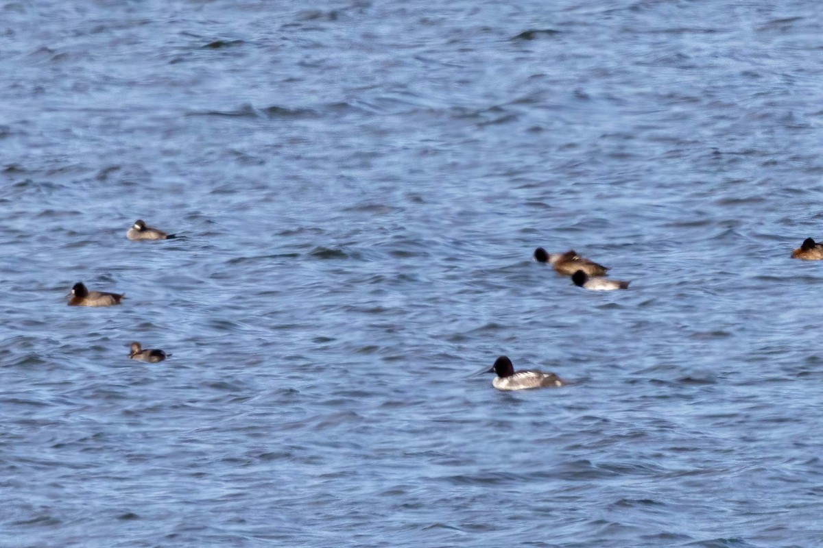 Common Goldeneye - ML610693477