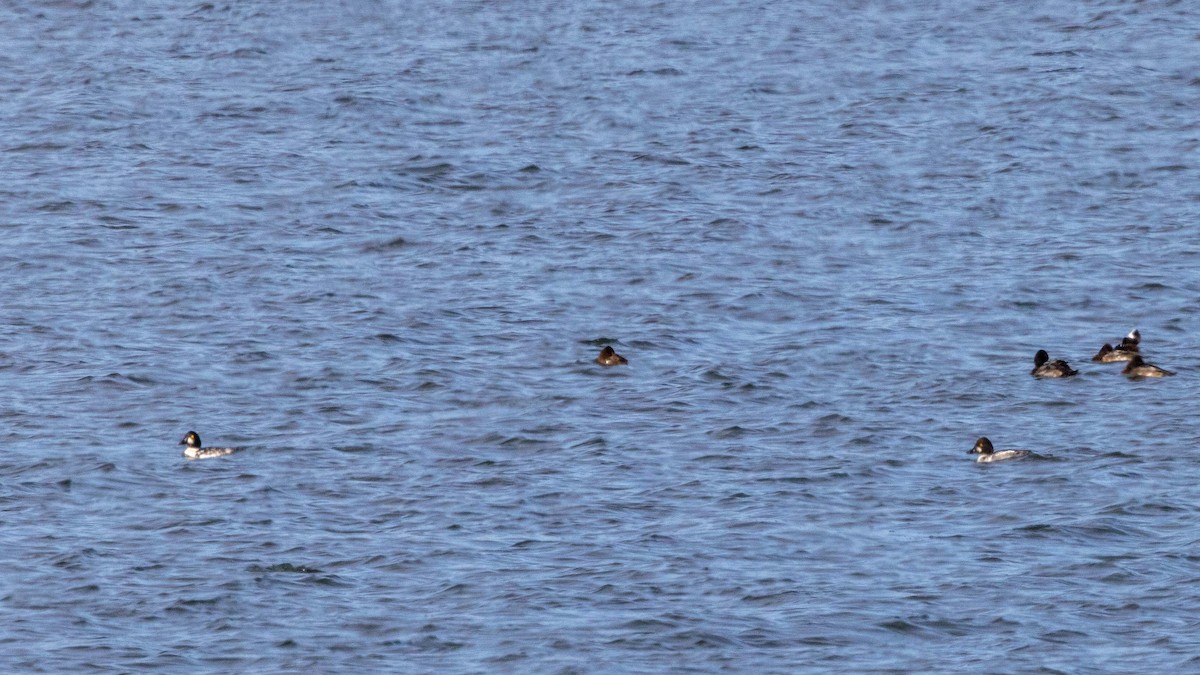 Common Goldeneye - ML610693478