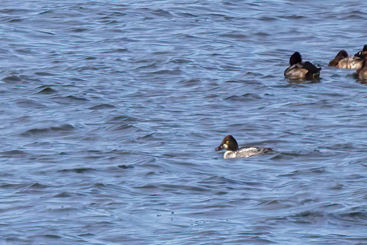 Common Goldeneye - ML610693479