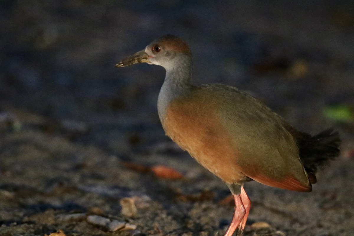 Russet-naped Wood-Rail - ML610693687