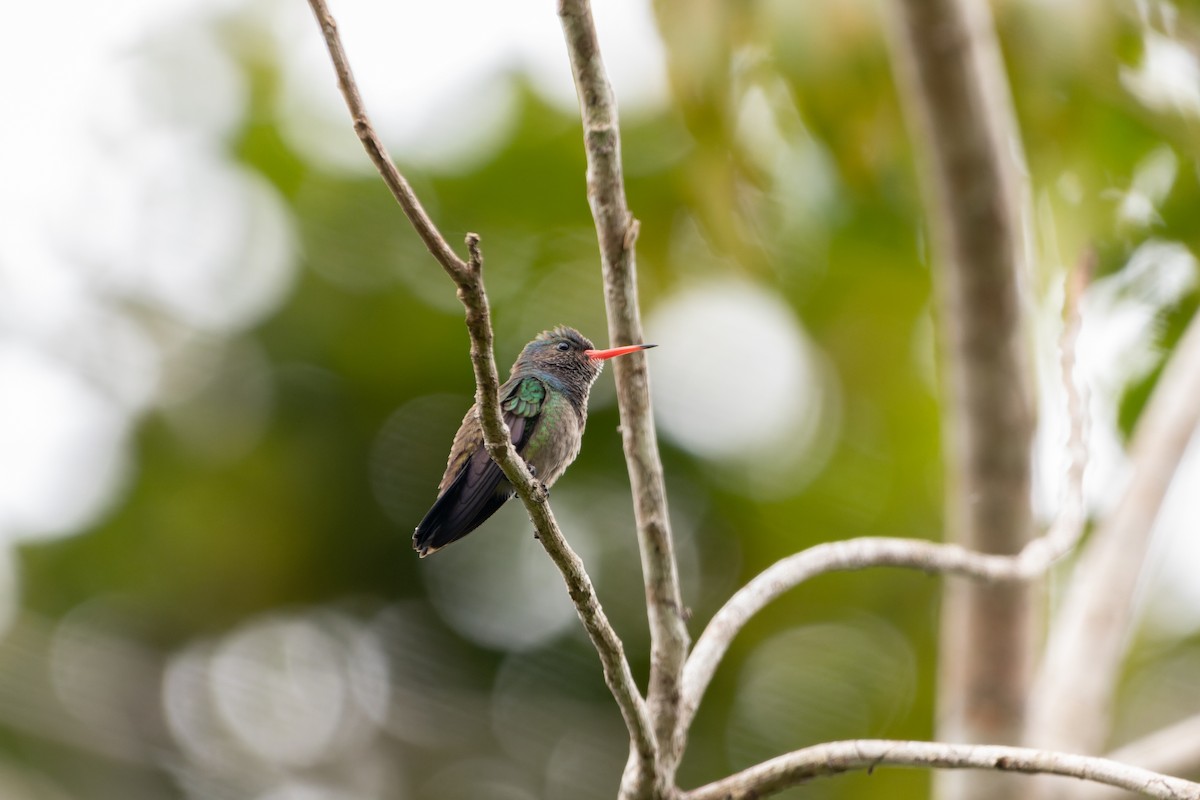 Rufous-throated Sapphire - ML610693711