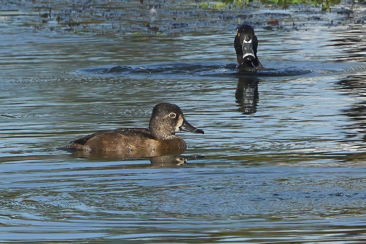 Ring-necked Duck - ML610693716