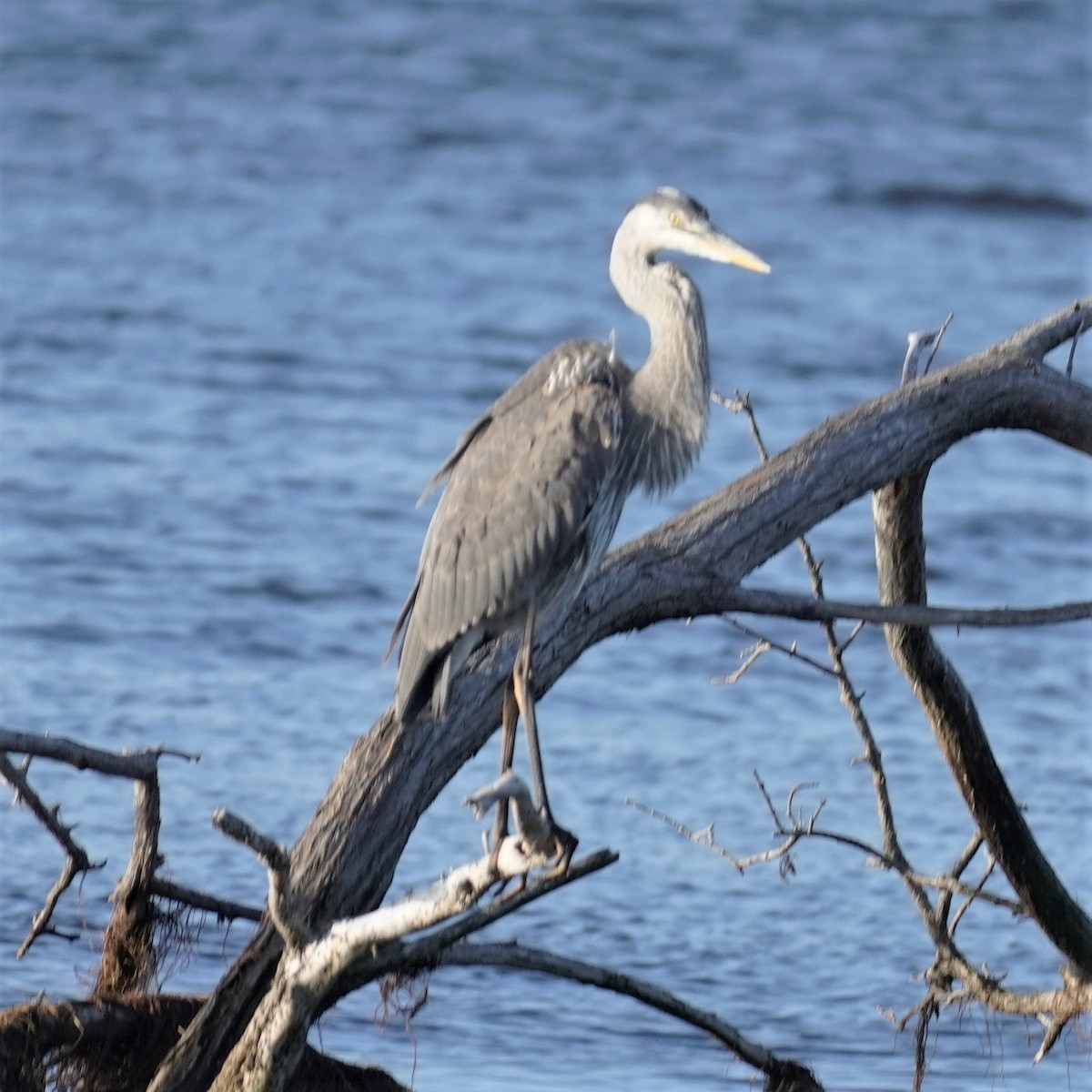 Great Blue Heron - ML610693775