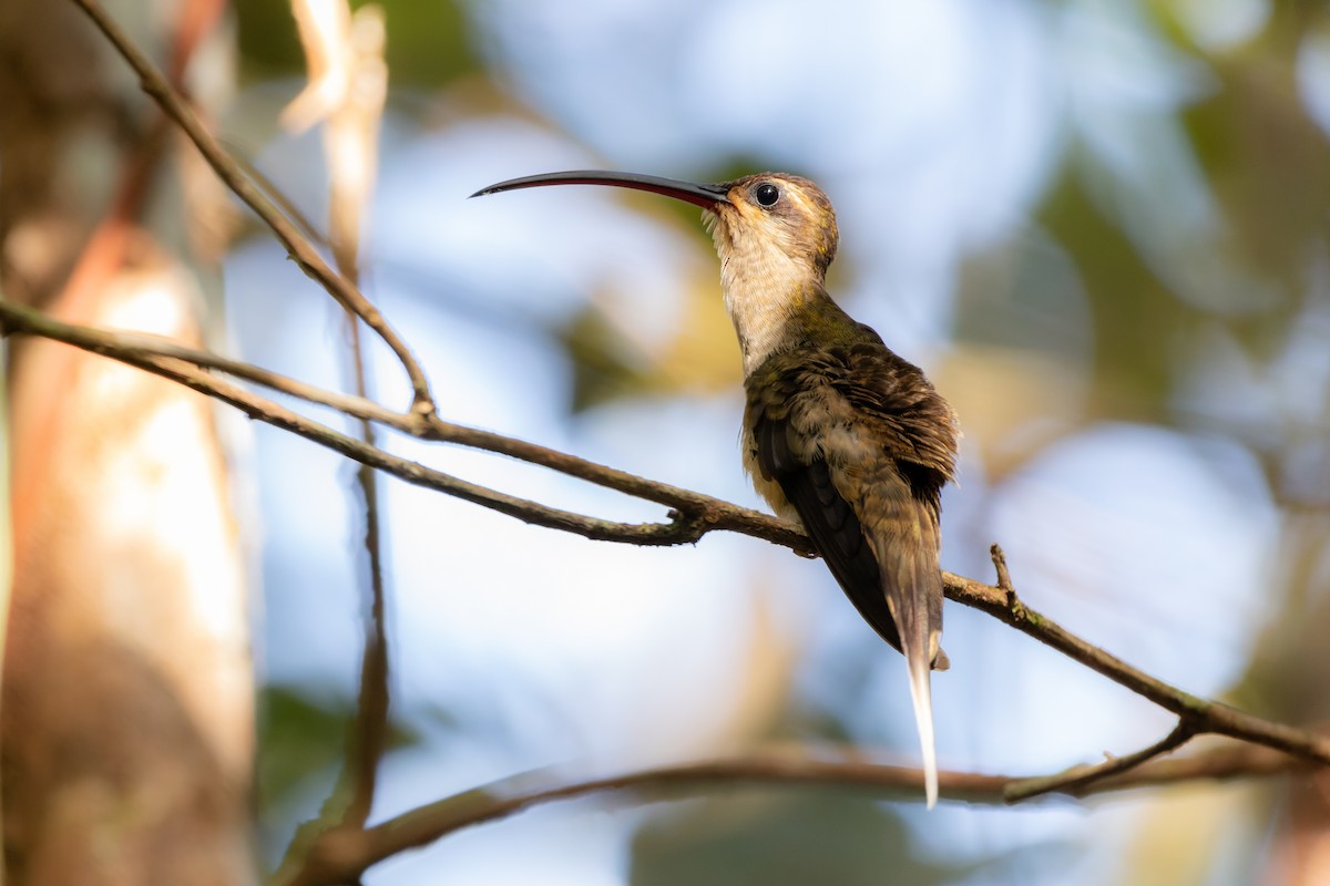 Great-billed Hermit (Margaretta's) - ML610693787