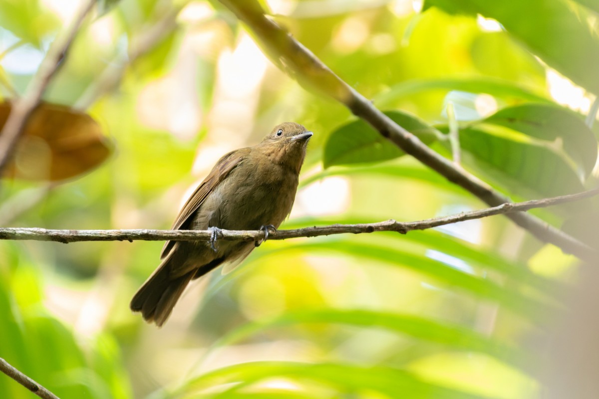 Brown-winged Schiffornis - ML610693794