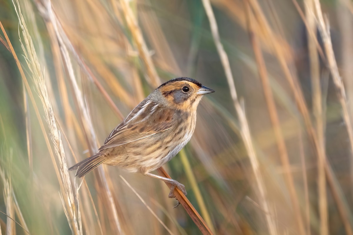 Nelson's Sparrow - ML610693849