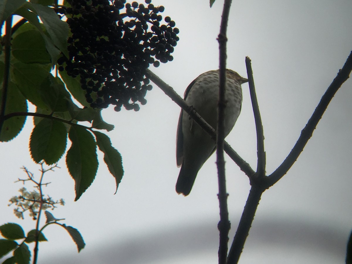 Swainson's Thrush - ML610693869