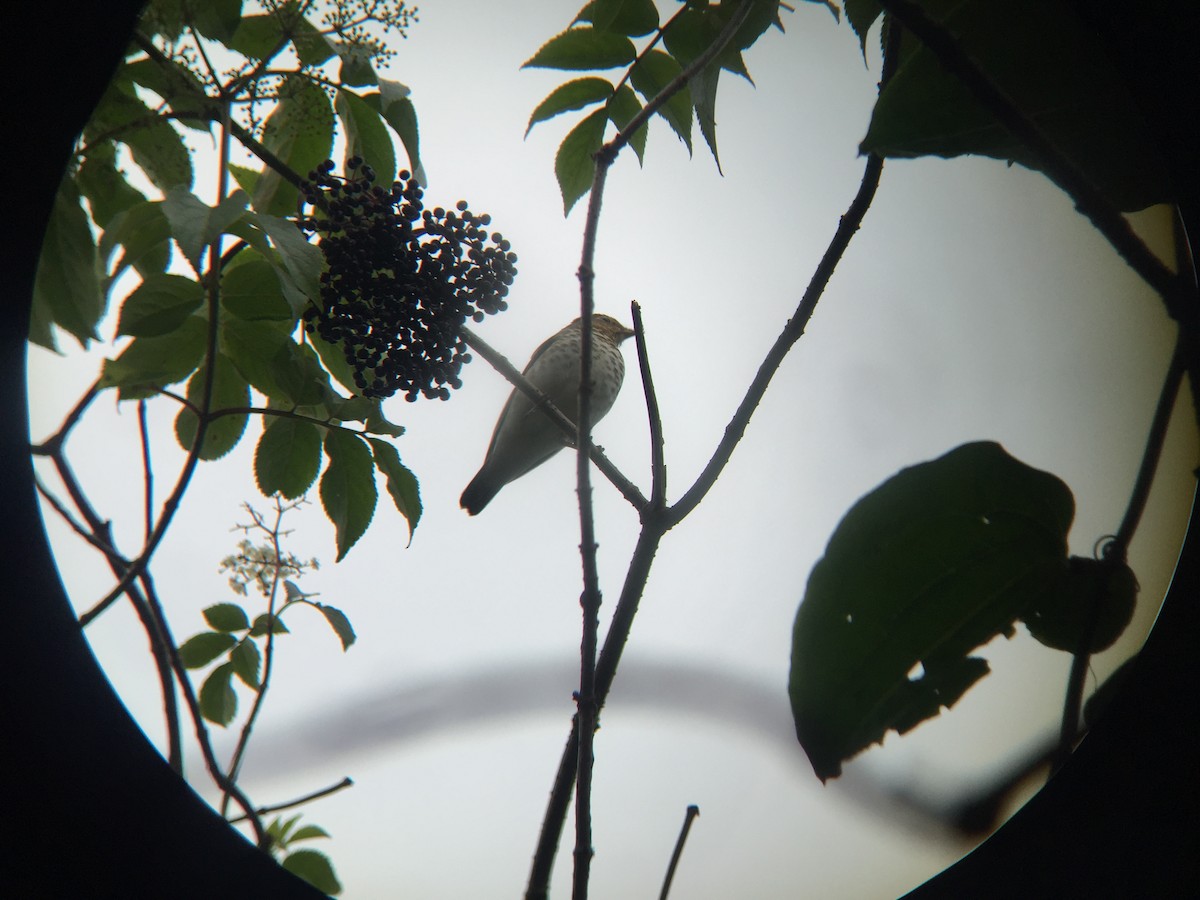 Swainson's Thrush - ML610693870