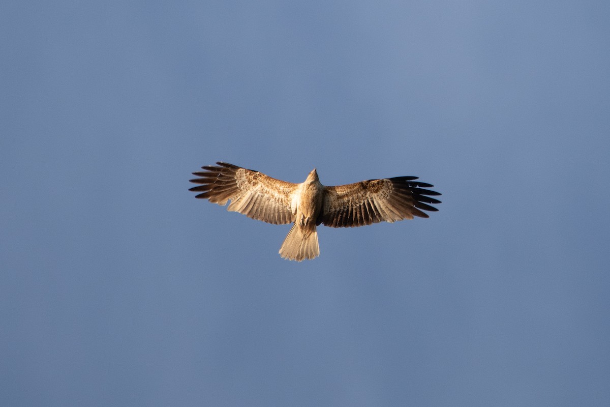 Whistling Kite - ML610693950