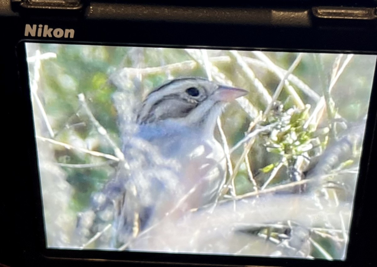 Clay-colored Sparrow - Chris Huffstickler