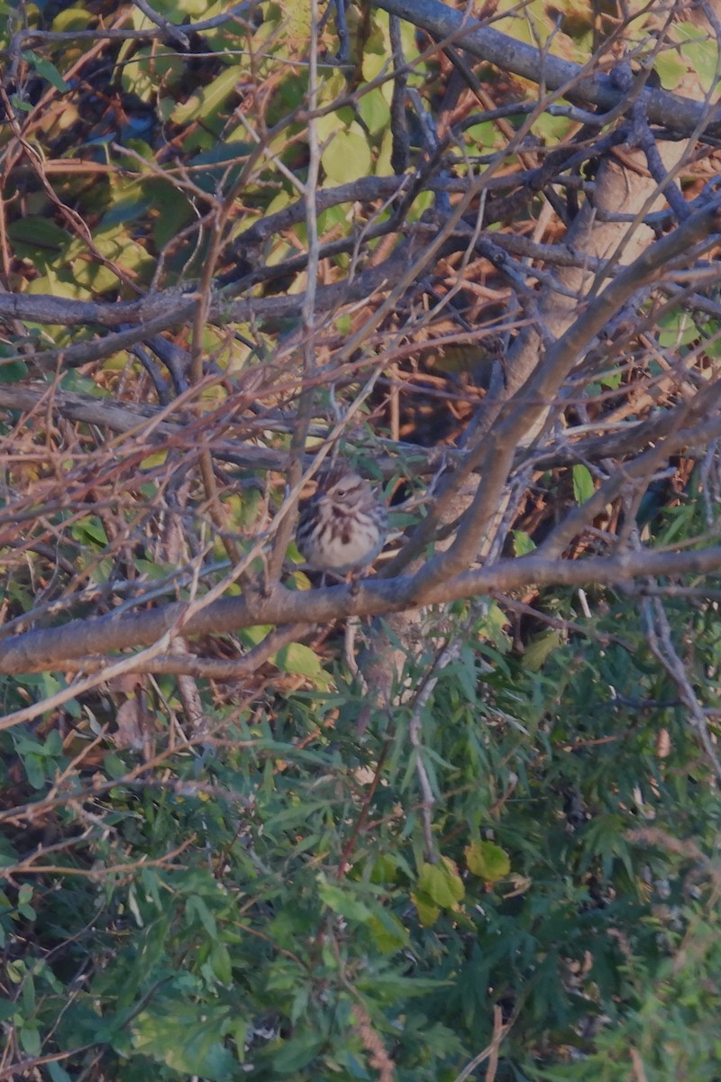 Song Sparrow - ML610694035