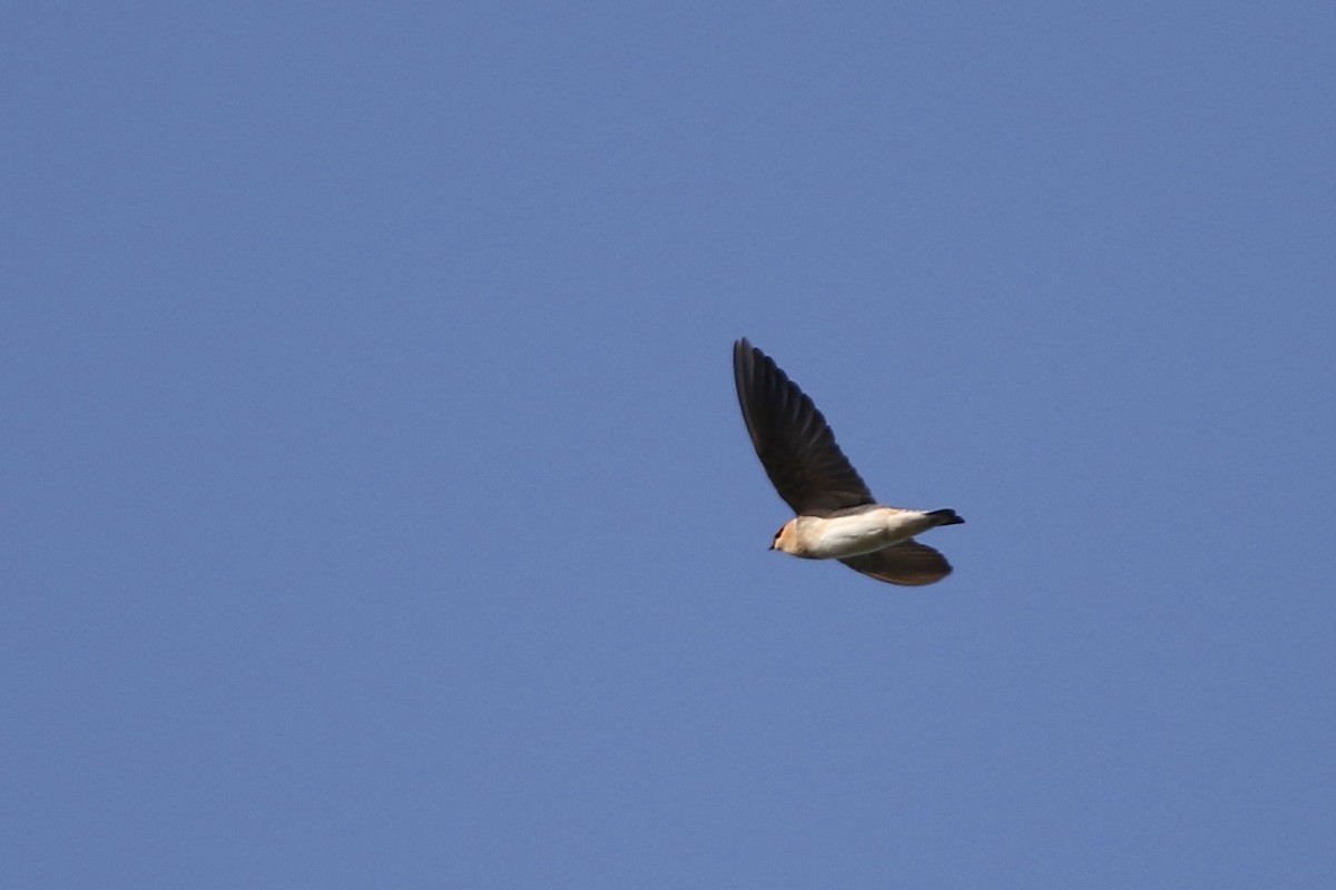 Cave Swallow - ML610694104