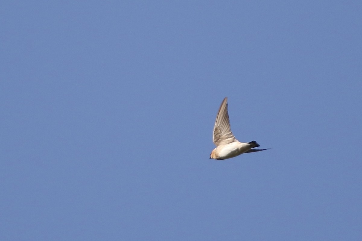 Cave Swallow - ML610694106