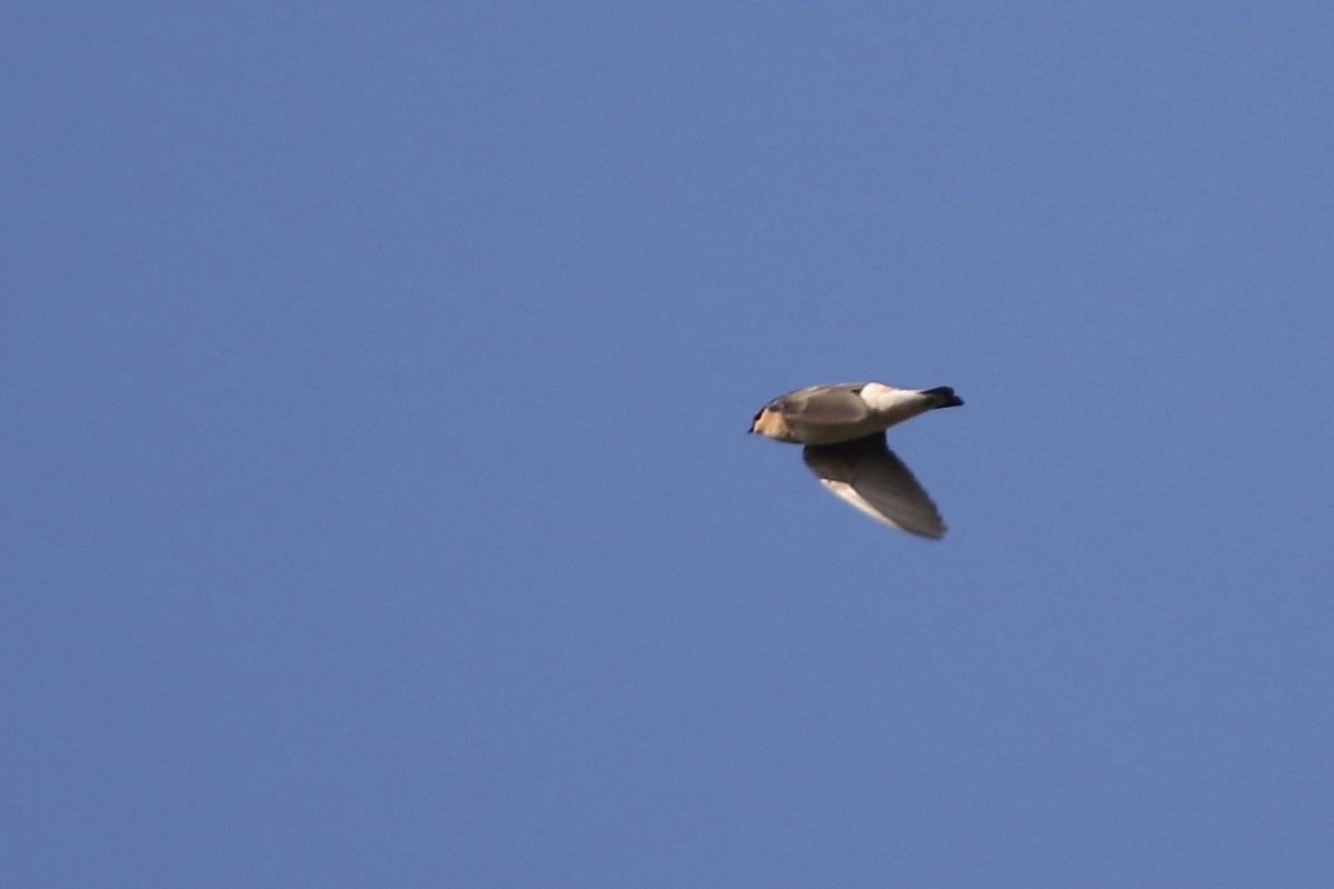 Cave Swallow - ML610694108