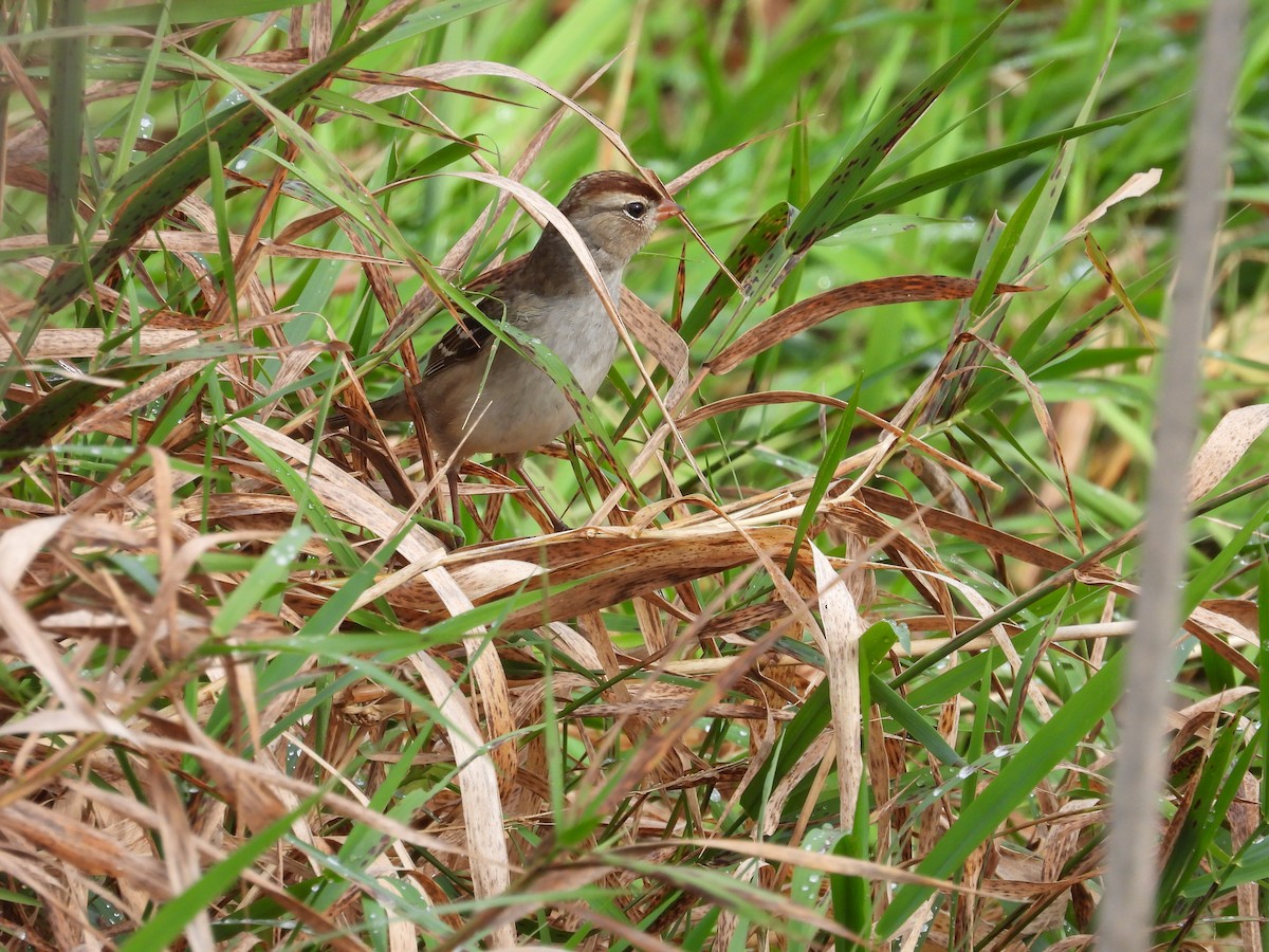 White-crowned Sparrow - ML610694127