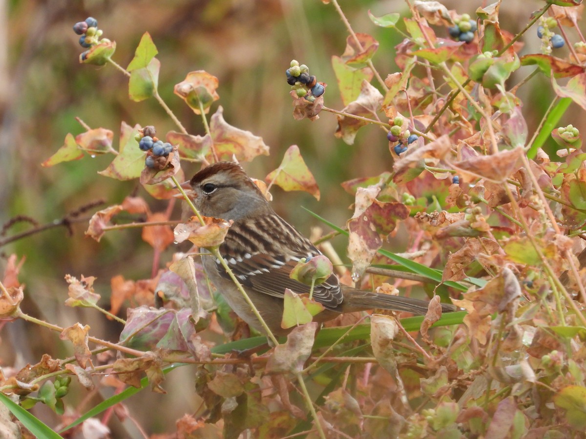 White-crowned Sparrow - ML610694141