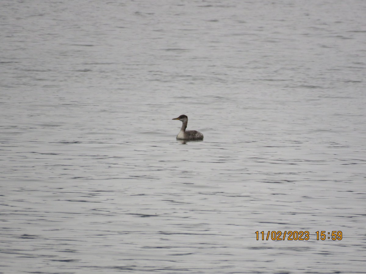 Red-necked Grebe - Langis Sirois