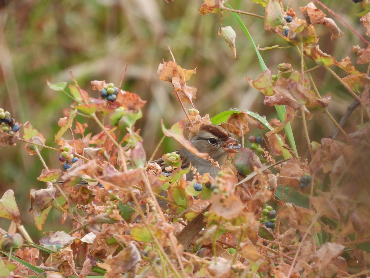 White-crowned Sparrow - ML610694150
