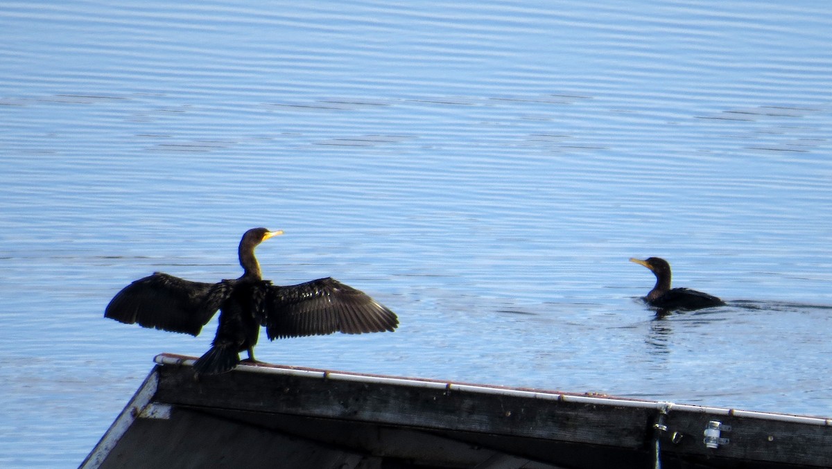 Double-crested Cormorant - ML610694197