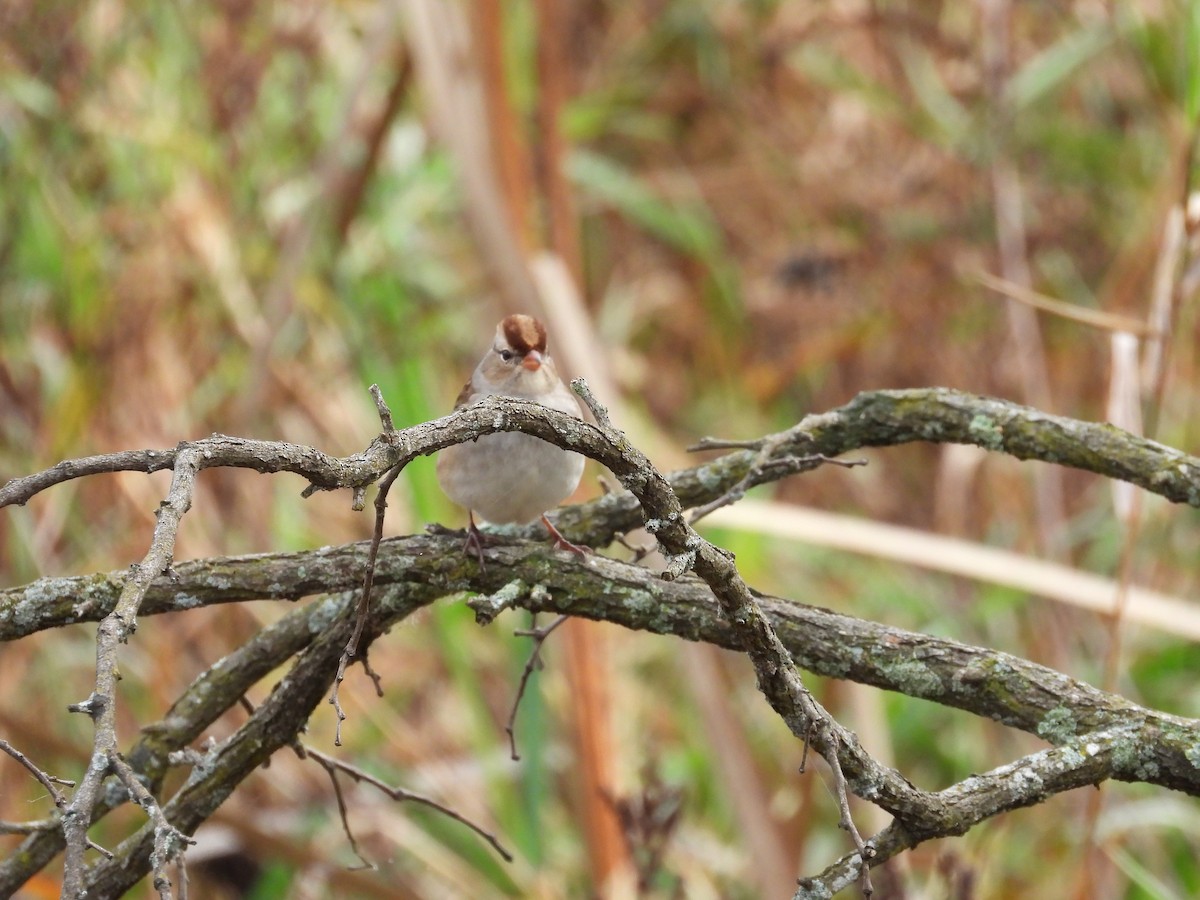 White-crowned Sparrow - ML610694202