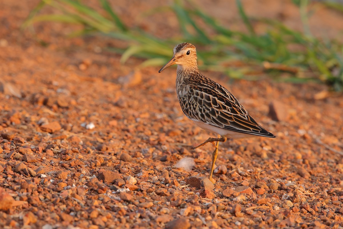 Pectoral Sandpiper - Marc Gardner