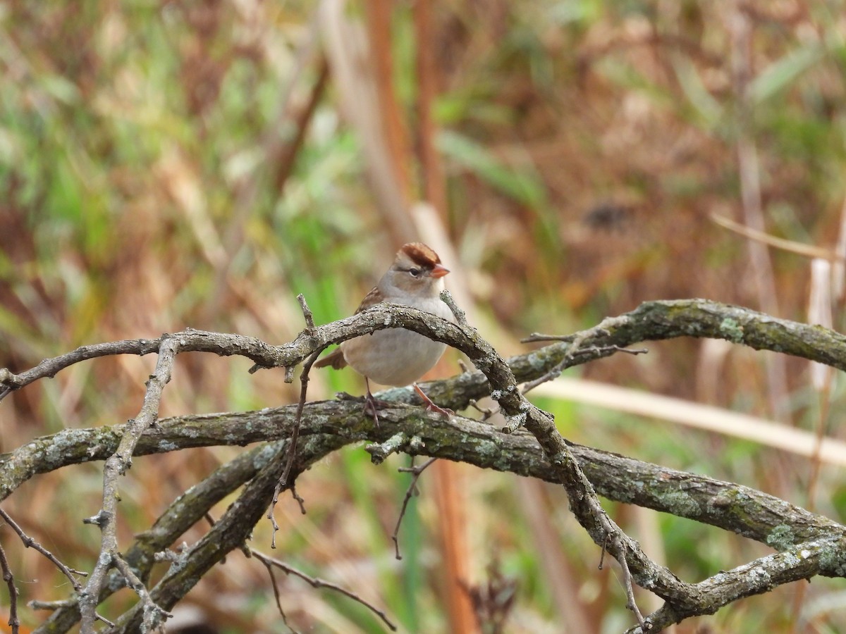 White-crowned Sparrow - ML610694206