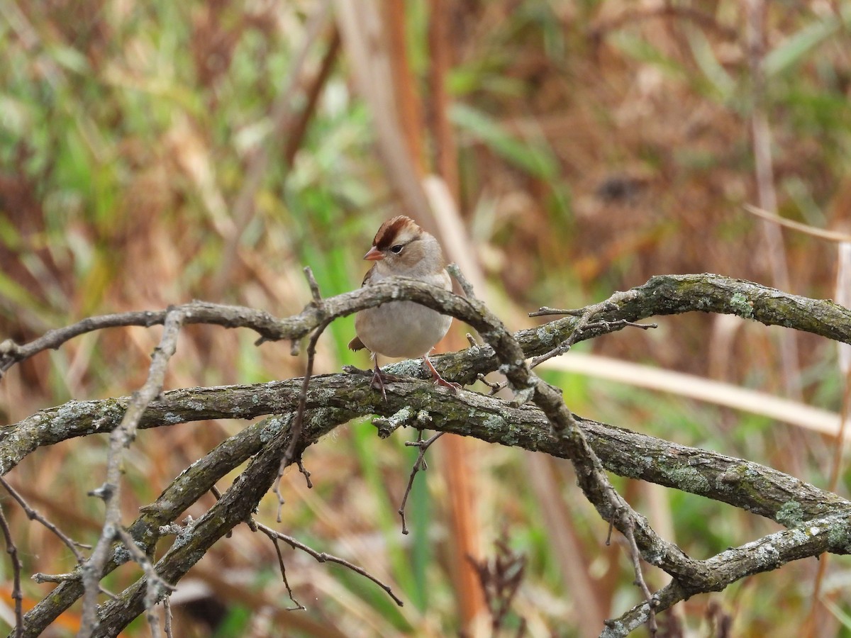 White-crowned Sparrow - ML610694209