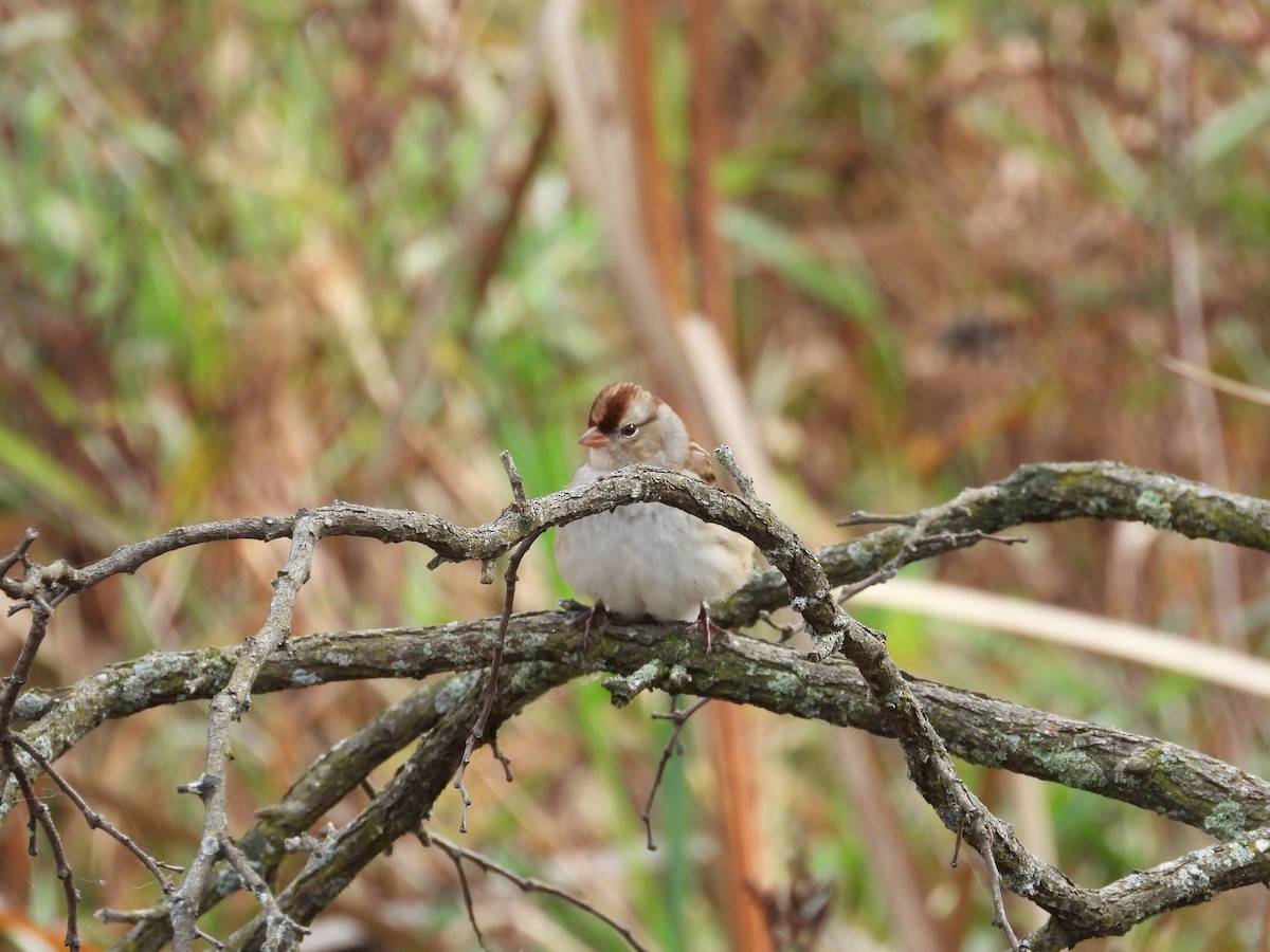 White-crowned Sparrow - ML610694215