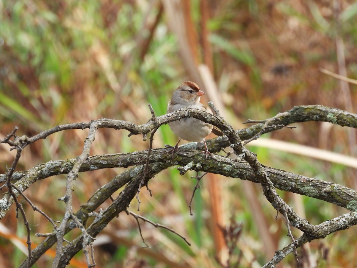 White-crowned Sparrow - ML610694220