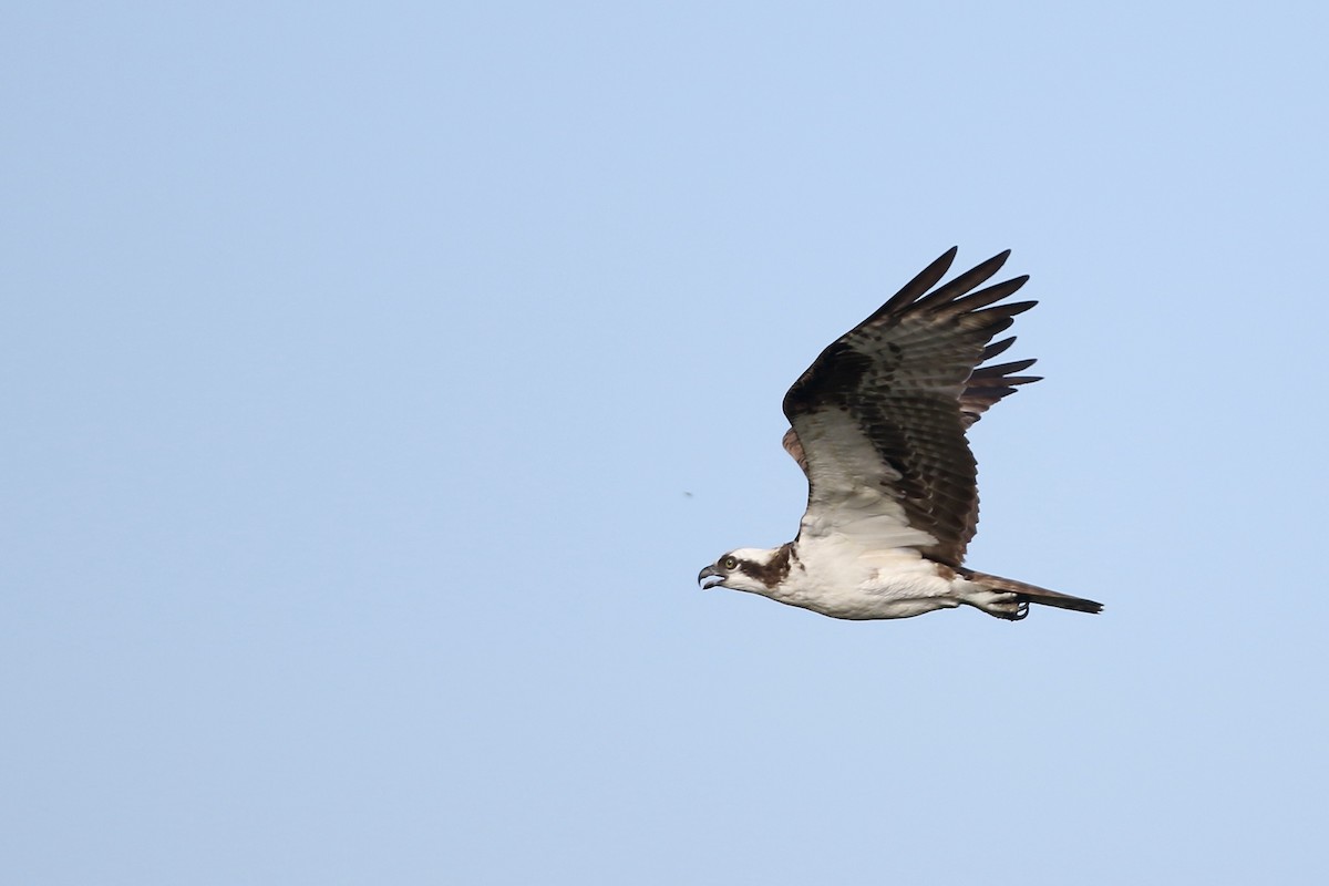 Balbuzard pêcheur - ML610694222