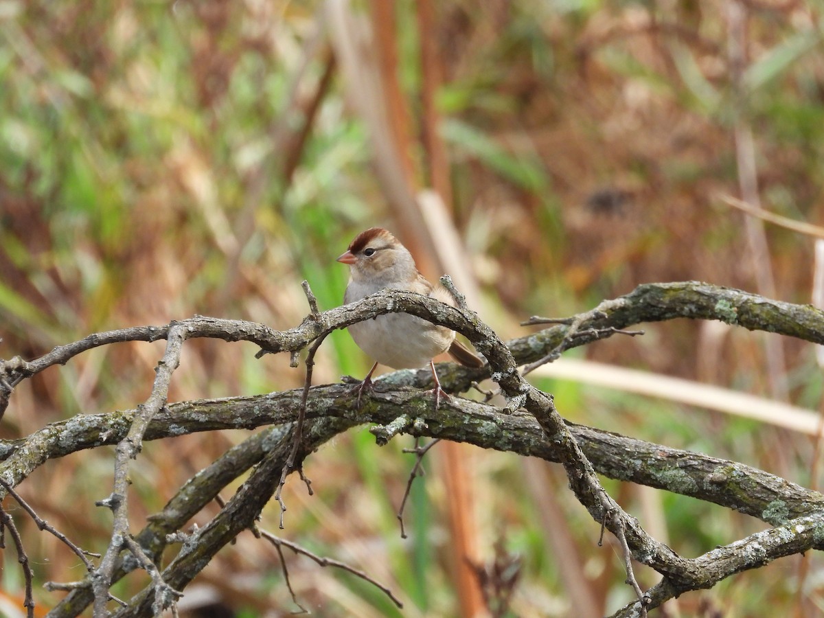 White-crowned Sparrow - ML610694224