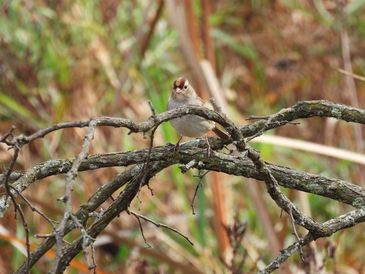 White-crowned Sparrow - ML610694226