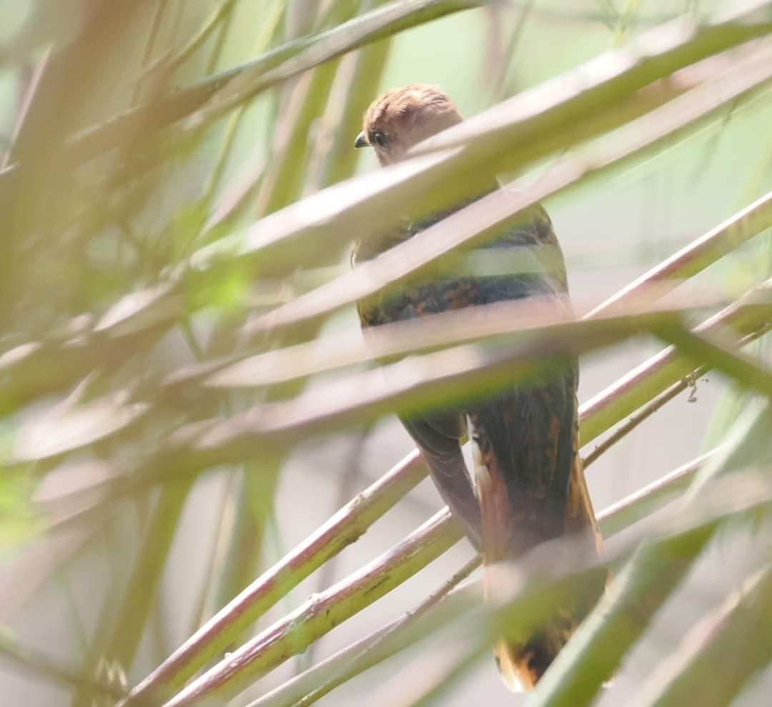 Gray-bellied Cuckoo - Roshan Nepal