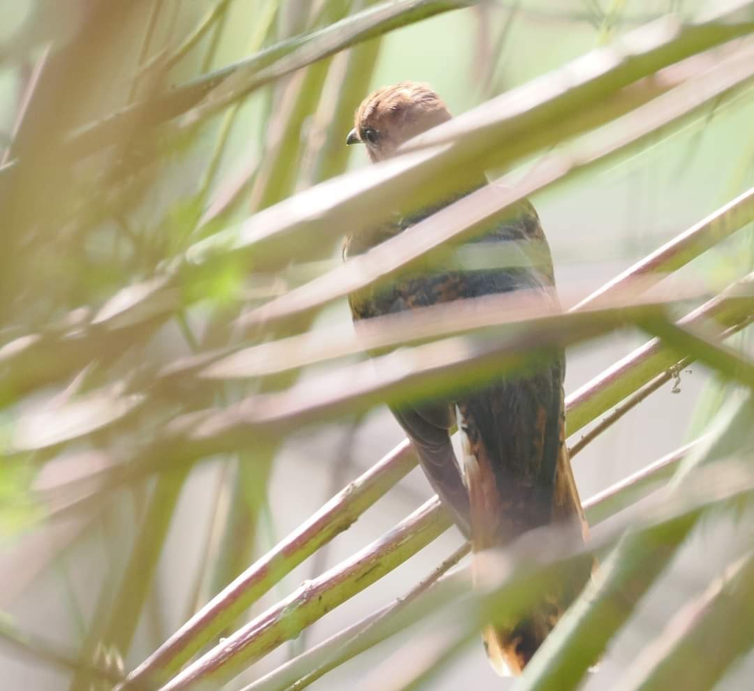 Gray-bellied Cuckoo - ML610694227