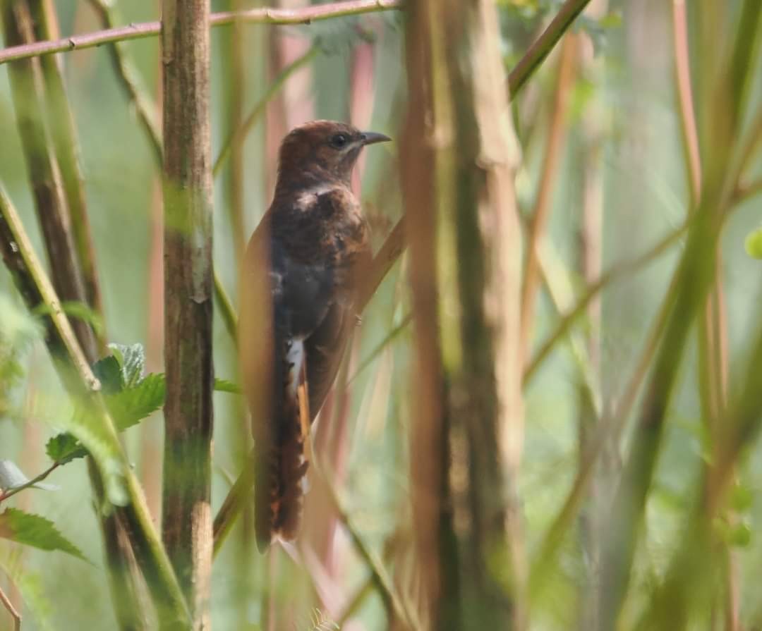 Gray-bellied Cuckoo - ML610694230