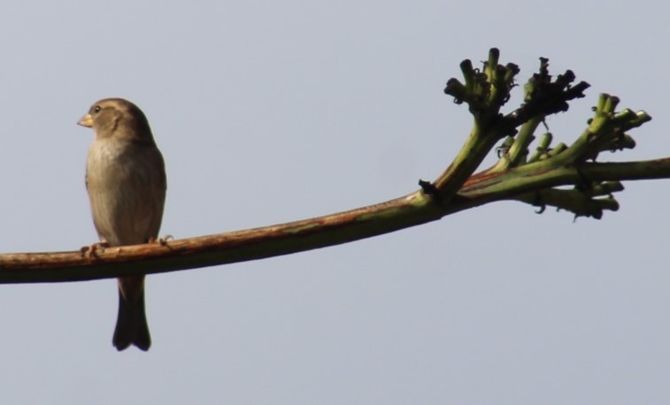 House Sparrow - ML610694290