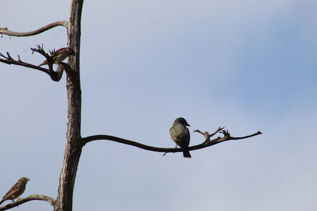 House Sparrow - Richard Breisch