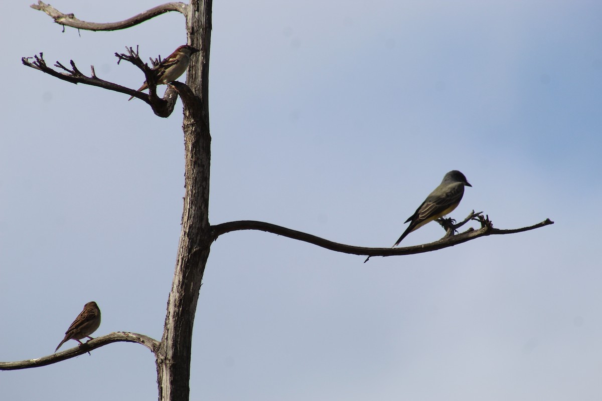 Moineau domestique - ML610694292