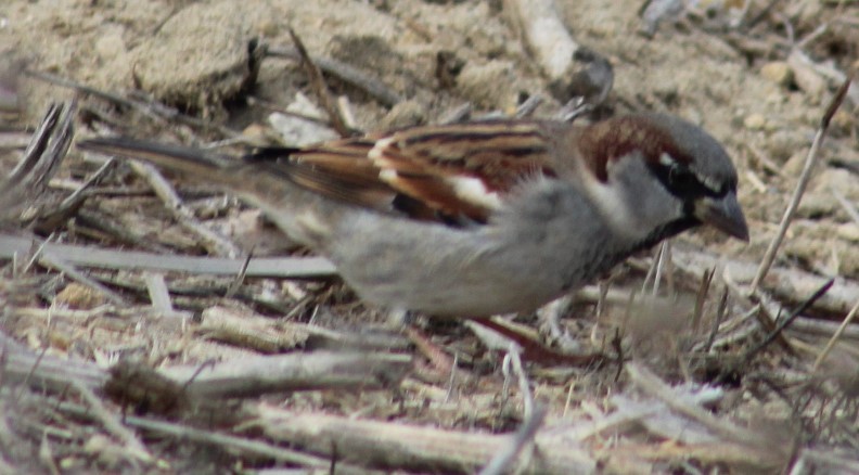 House Sparrow - ML610694357