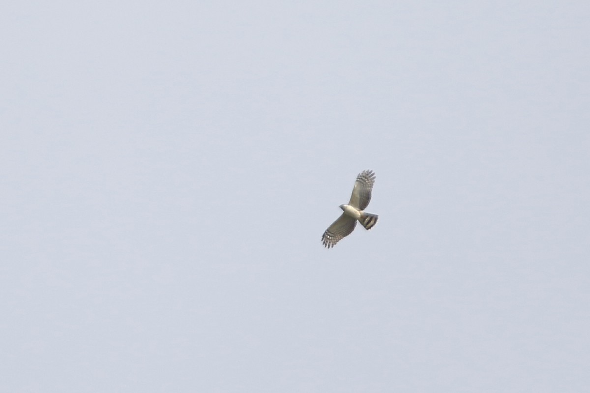 Hook-billed Kite - ML610694380