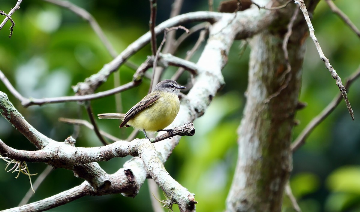 Sooty-headed Tyrannulet - ML610694415