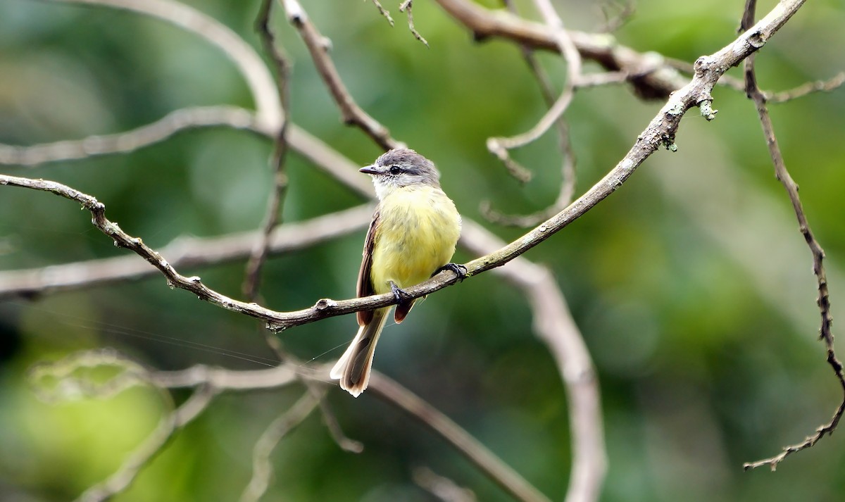 Sooty-headed Tyrannulet - ML610694416