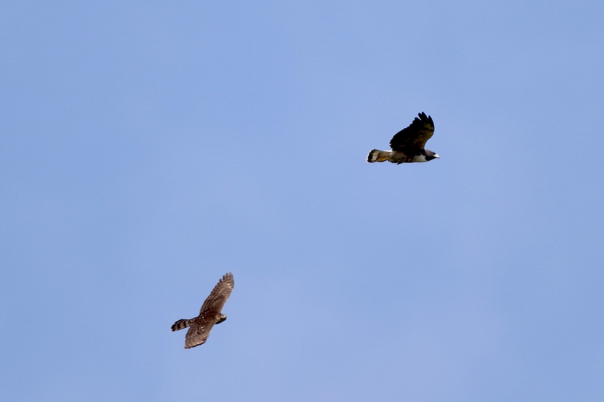 White-tailed Hawk - ML610694486