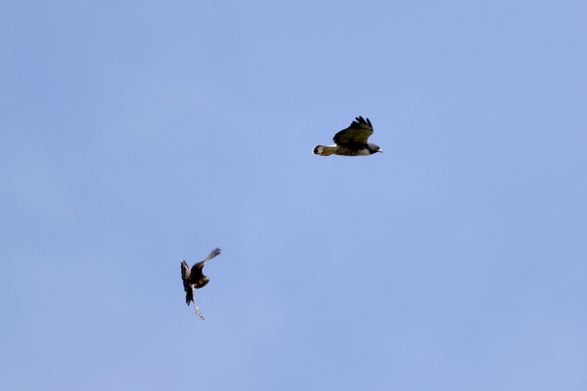 White-tailed Hawk - ML610694487