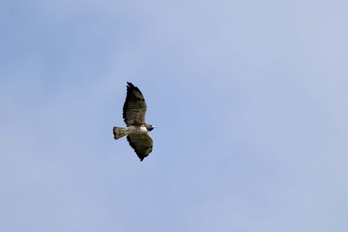 White-tailed Hawk - ML610694488