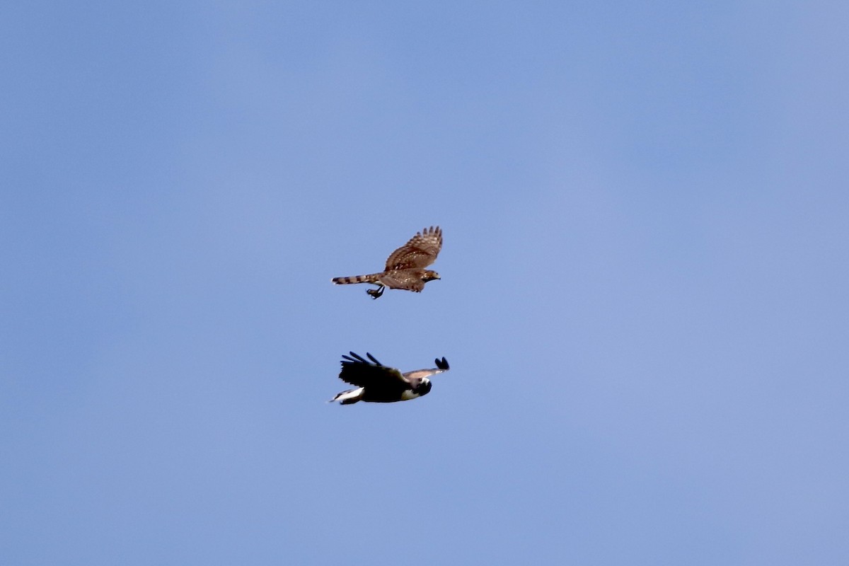 White-tailed Hawk - John Garrett